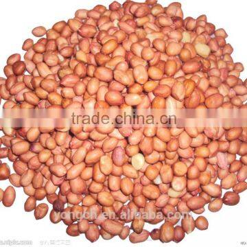 Peanut Bagger With Sewing Machine and Conveyor photo-3