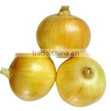 Fresh red onion