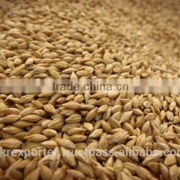 Best BARLEY From Direct UKRAINE PRODUCER photo-5