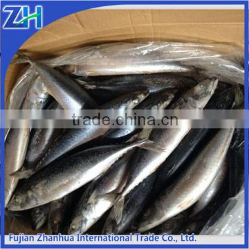 japan quality frozen pacific mackerel fish, caballa fish china factory price