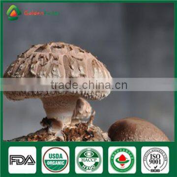 Fresh Dry Organic Edibal Mushroom Cultivation China Supplier Seller Shiitake Mushroom Growing Kit for Farm Garden