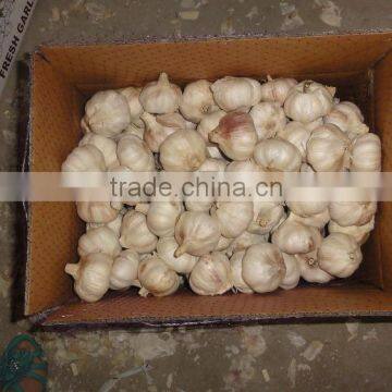 2016 red white/ purple white garlic