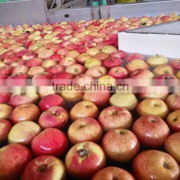 SELECTED QINGUAN APPLES photo-4