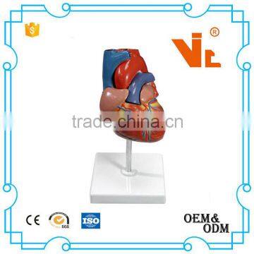 V-AM037 Life-size human plastic anatomy heart dissection model for teaching