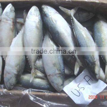 FROZEN INDIAN MACKEREL IQF