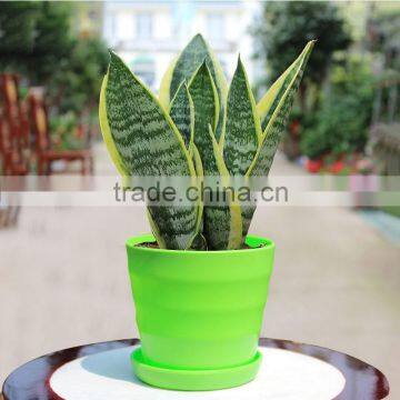 Sansevieria bonsai in bedroom good for sleep