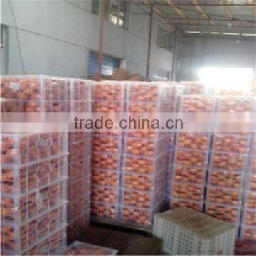 Wholesale Best Price Fresh Citrus Fruit Navel Orang