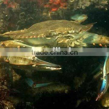 Frozen Blue Swimming Crab Good Quality photo-2