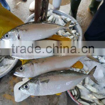FROZEN INDIAN MACKEREL Whole Round photo-4