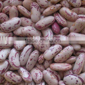 Long Shape Kidney Beans