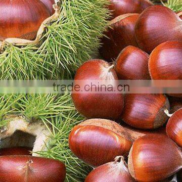 sweet fresh chestnut for sale