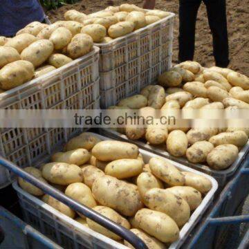 Fresh Holland Potato in hot selling