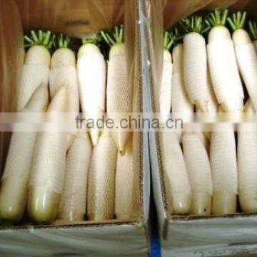 chinese local white radish