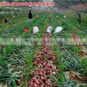 Hybrid Onion Seeds for Growing-red Preciousness photo-3