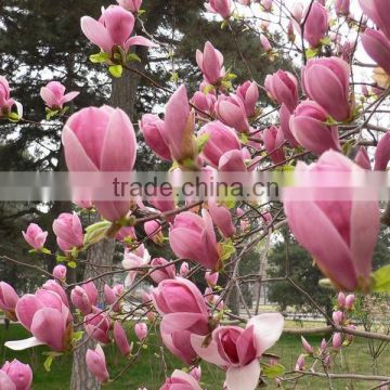 Purple Magnolia Seeds For Growing