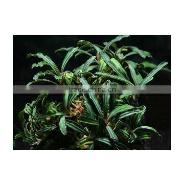 Aquatic Plant Bucephalandra