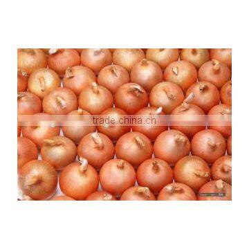 Fresh Yellow Onion in Hot Sale