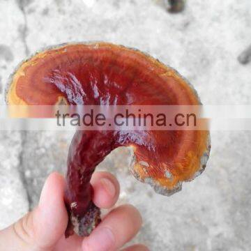 Traditional Chinese Herbal Reishi Mushroom Extract Powder