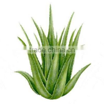 Aloe Vera Extract Powder 100:1- Soluble in water