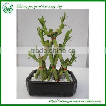 Pyramid Dracaena Lucky Bamboo