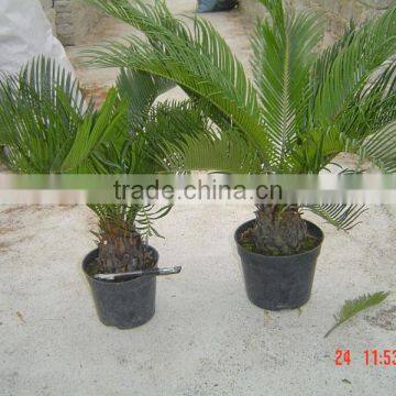 Bonsai Cycas
