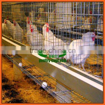 cheap poultry equipment for laying hens used