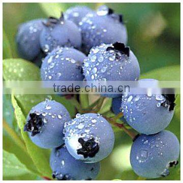 Blueberry Multiple Layer Continuous Type Mesh Belt Dryer photo-6