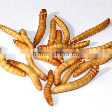 Freeze Dried Mealworm for Backyard Chicken photo-2