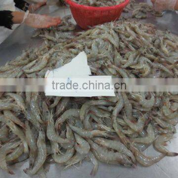 Frozen Vannamei HOSO photo-6