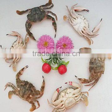 Frozen Half-cut Mud Crabs photo-3