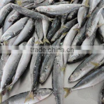 Frozen IQF Muroaji photo-2