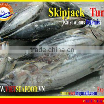 W/R FROZEN SKIPJACK TUNA