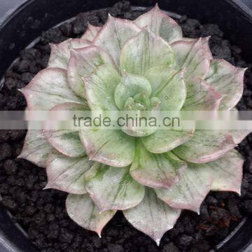 Echeveria silver prince variegated, decorative plants echeveria, succulent plants, tropical