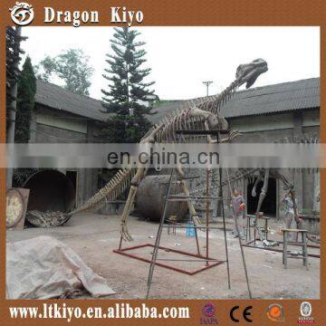 2015 Dinosaur Musuem Life-size Dinosaur Fossil for hot Sale