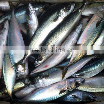 best quality frozen fish (pacific mackerel) big from shidao