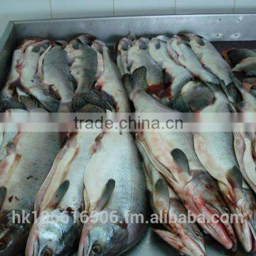 Frozen H&G Pink Salmon photo-4