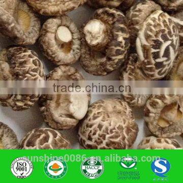 Best Fresh Natural Shiitake P.e.