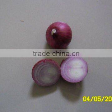 Golti Onion