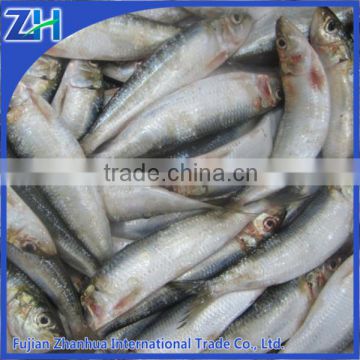 fresh frozen sardine raw material ingredient canned sardine fish seafood price