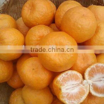 New Harvest Honey Baby Mandarin Orange