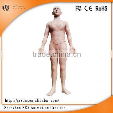 custom human boby model,human torso model ,plastic high quality injection model toy