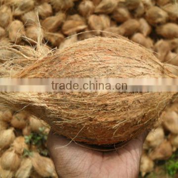 Export Quality Brown Coconuts