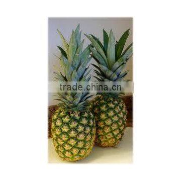 Fresh Pineapples best quality