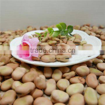 oil bean broad bean 2016 crop nice price