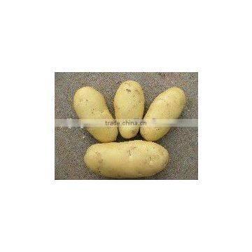 Juyuan Potato