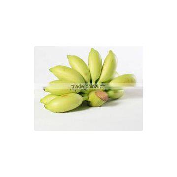 Small banana fruit tree