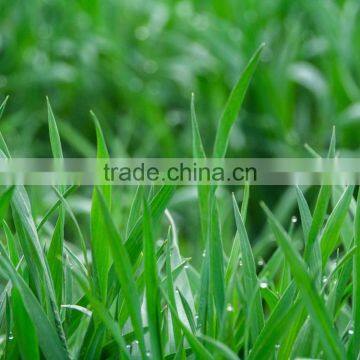 Wheatgrass Seeds Wheatgrass Powder photo-2