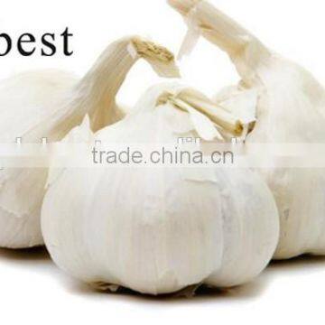 CHINA PURE WHITE FRESH GARLIC 5.5MM