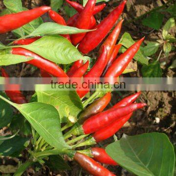 hot chili seeds for sowing