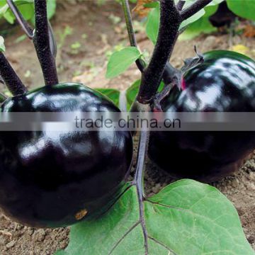 HE08 Zunbei round black hybrid eggplant seeds